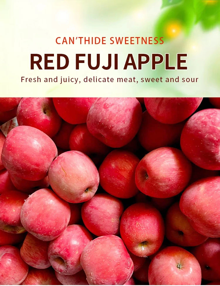 Chinese Sweet Fresh Royal Gala Apple Fresh FUJI and Red Star Apples and Other Fresh Fruits at Wholesale Price in Bulk for Export